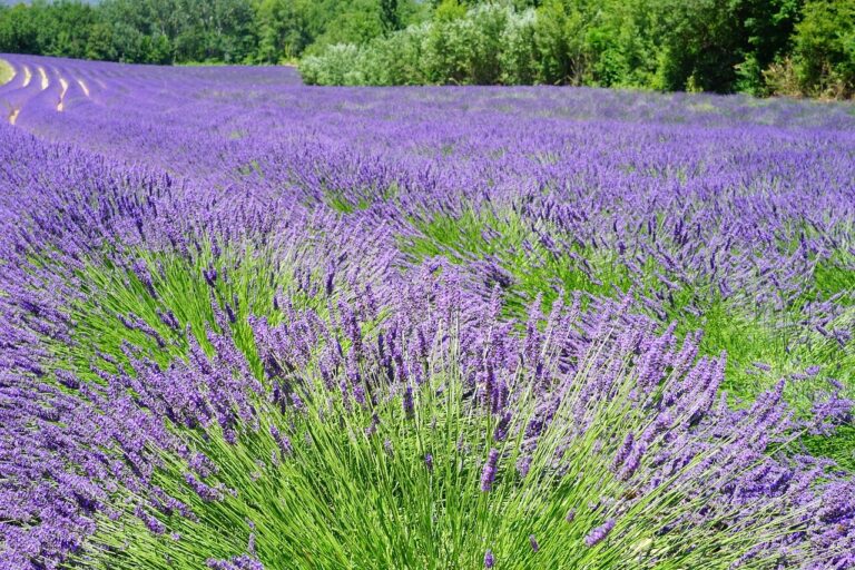 How long does Lavender last ?