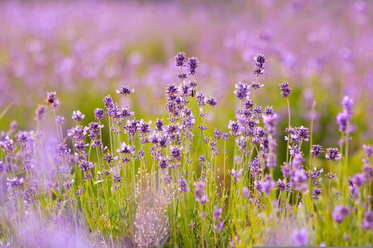 How to prune lavender ?