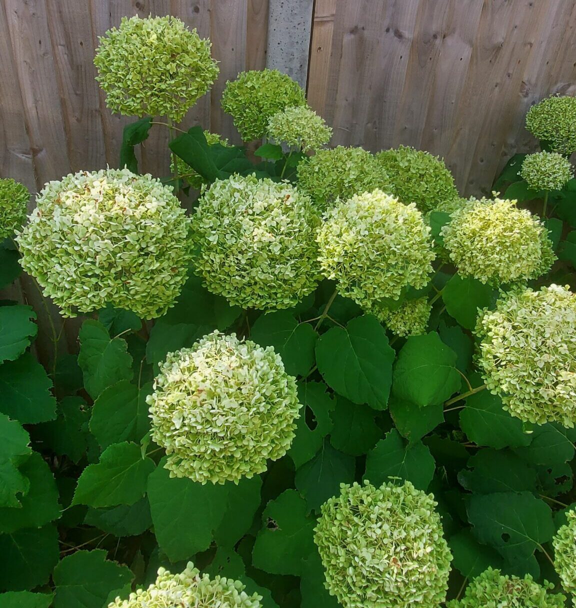 How To Make Hydrangea Seedlings