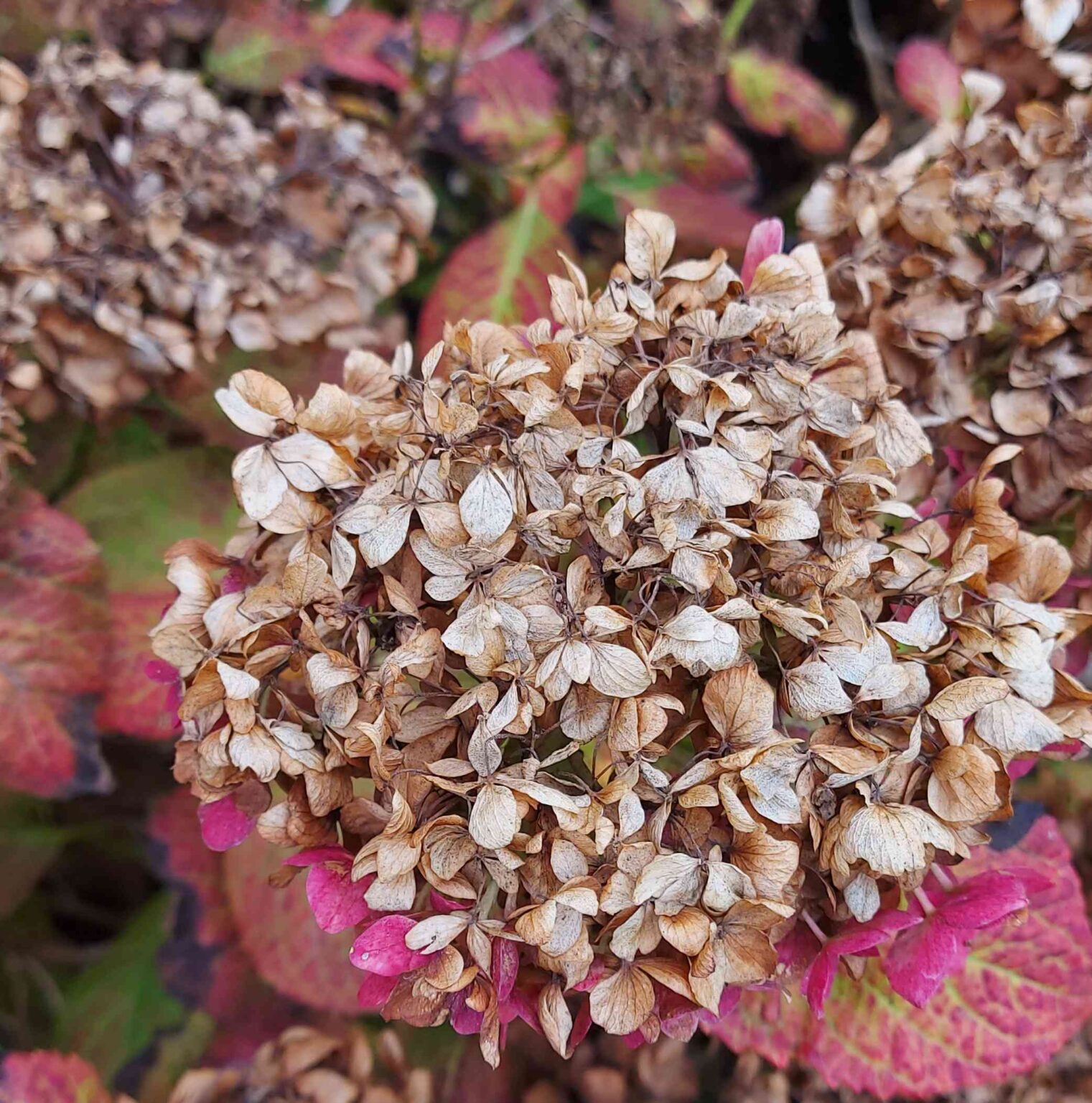 Brown spots on Hydrangea flowers