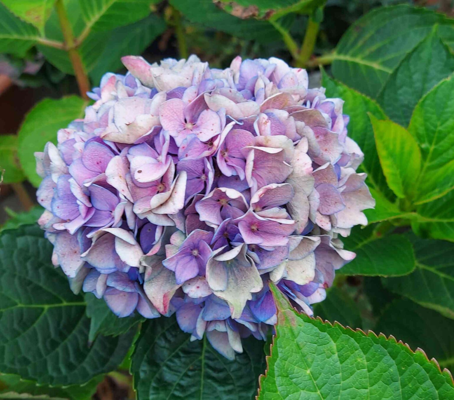 Brown spots on Hydrangea flowers