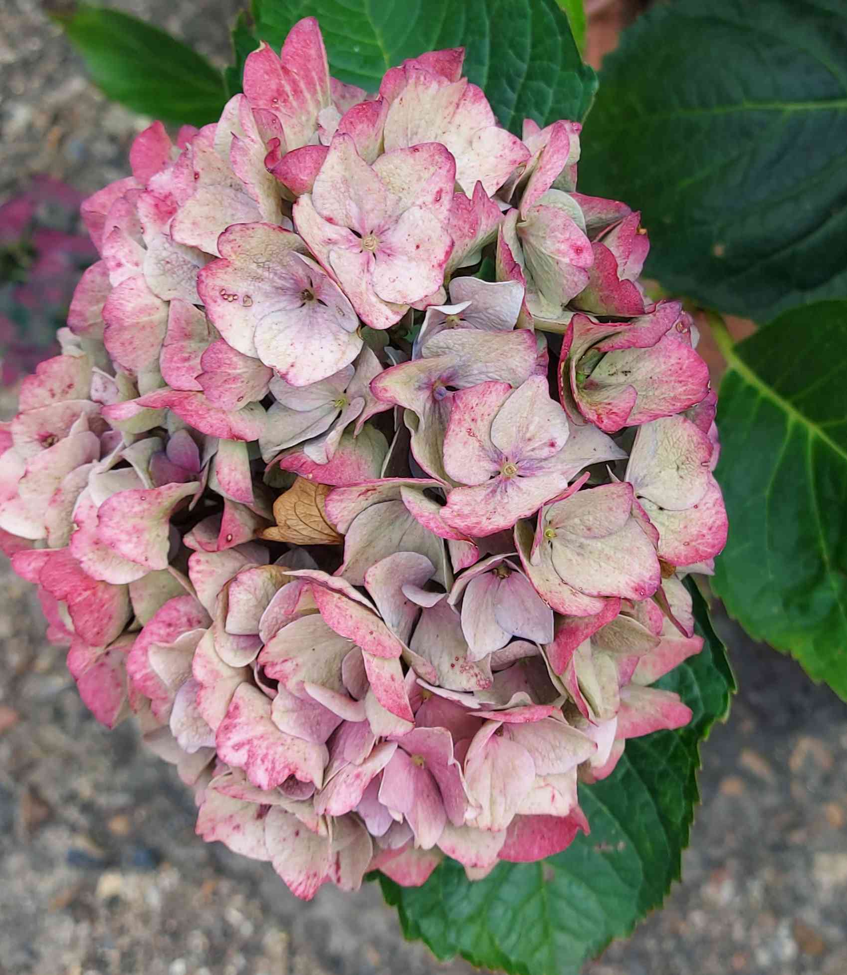 Brown spots on Hydrangea flowers