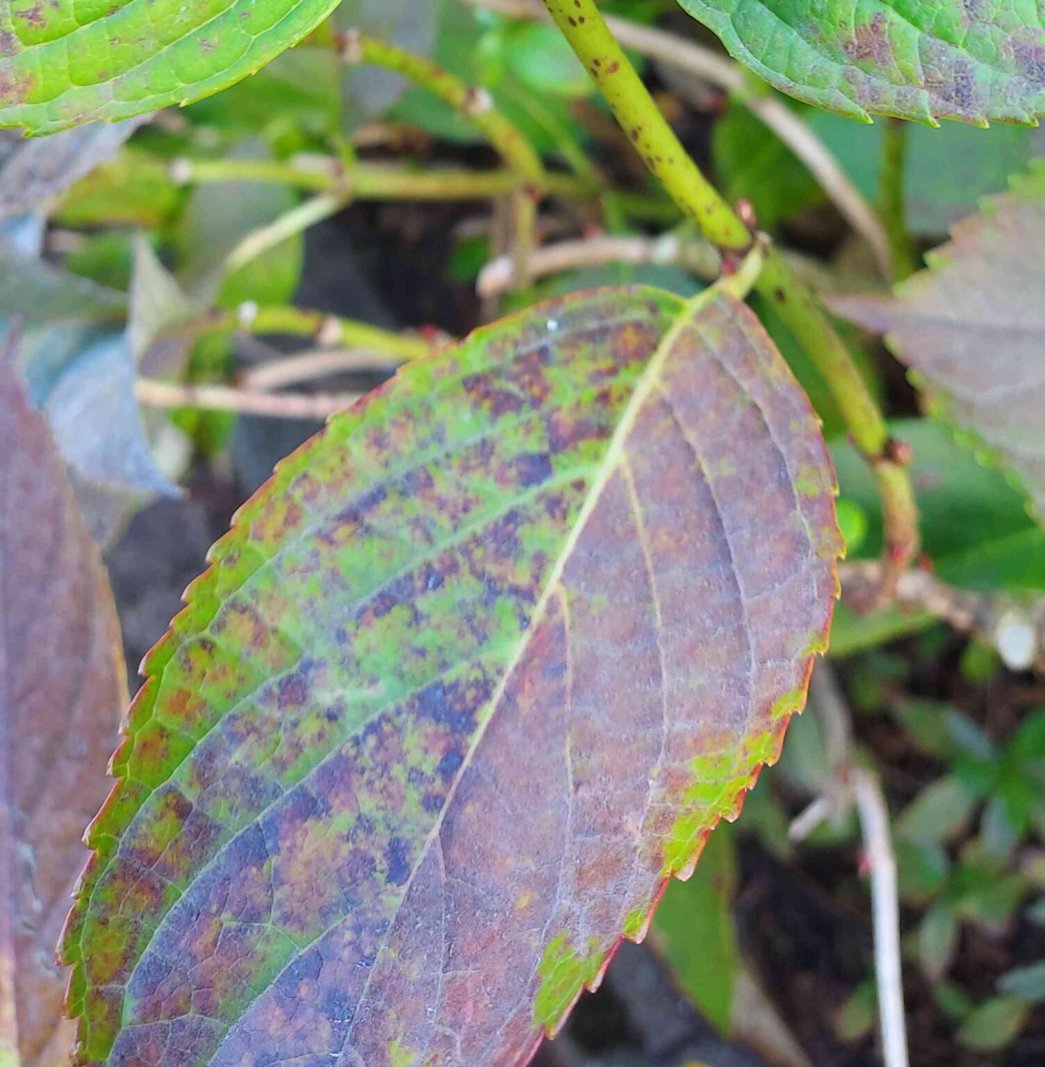 Spots on Hydrangea Leaves
