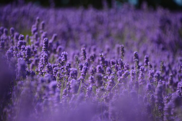 What is Lavender good for ?