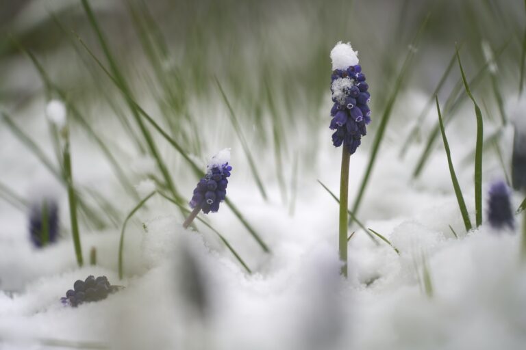 How to protect Lavender in winter