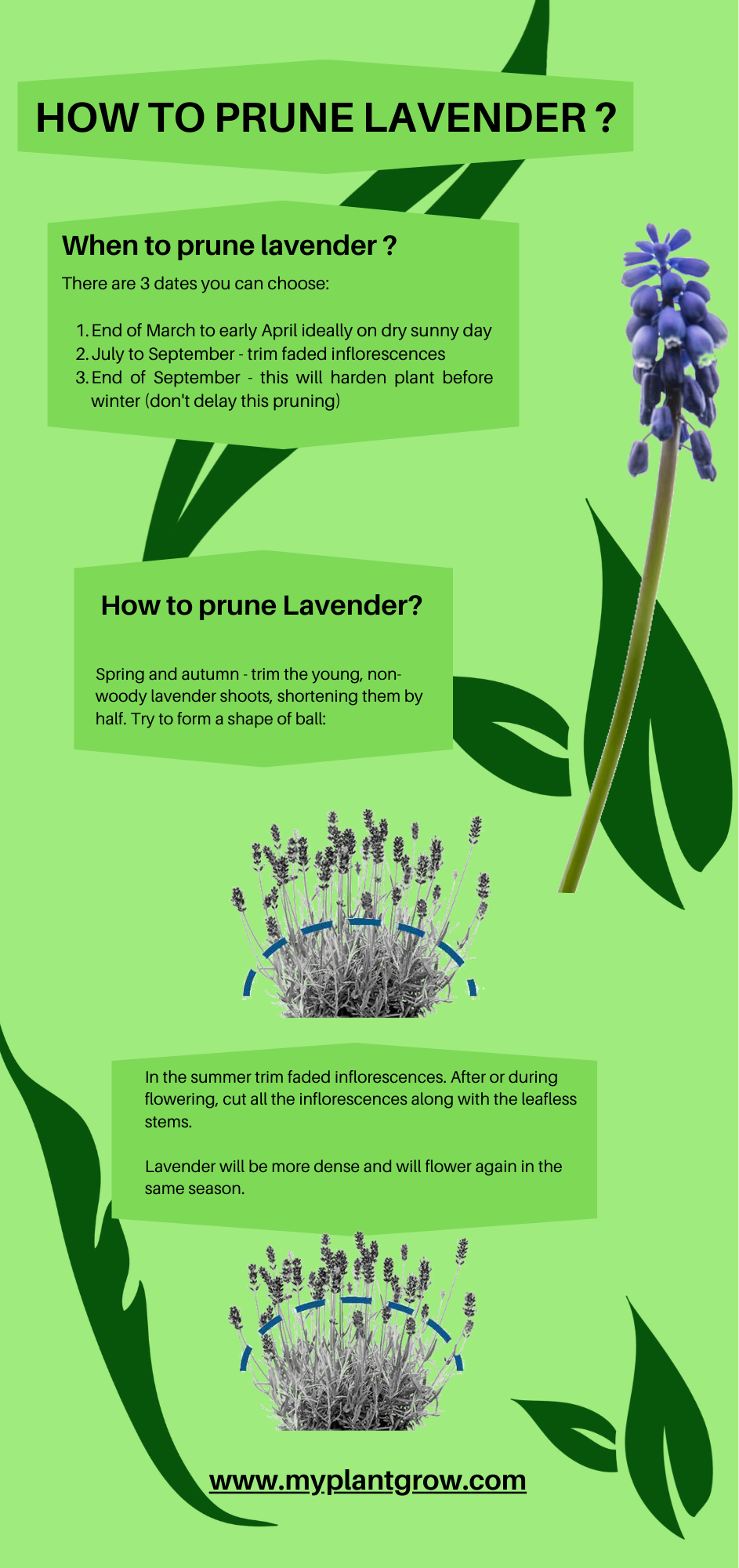 How To Prune Lavender