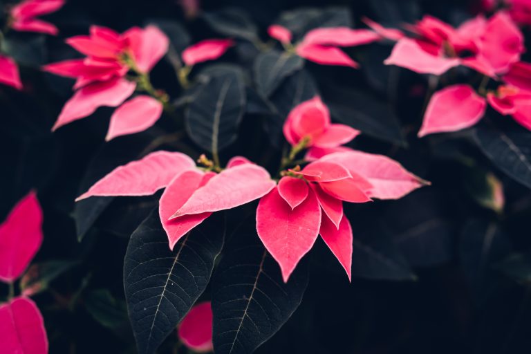 How to water Poinsettia ?