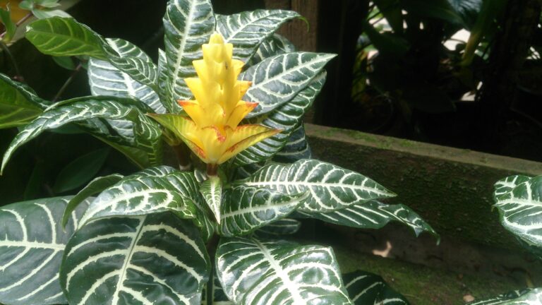 How to water Aphelandra Squarrosa ?