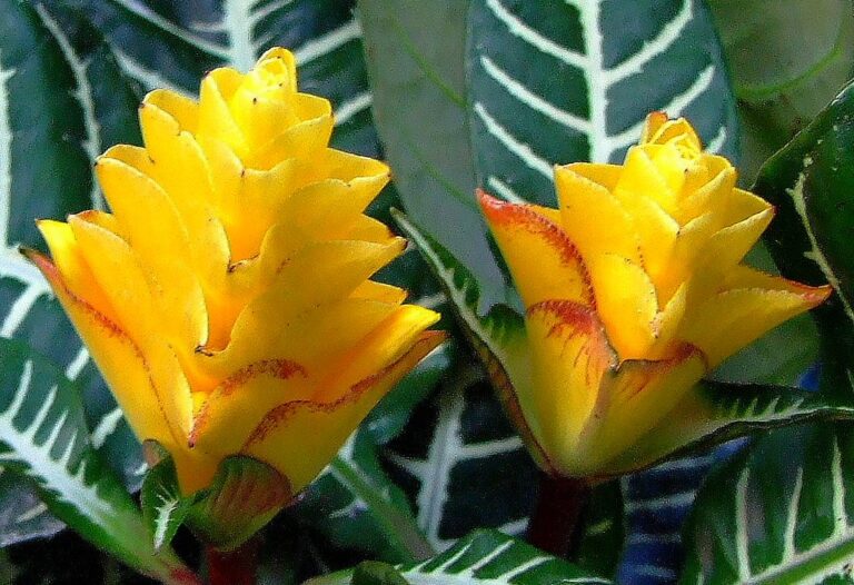 How to propagate Aphelandra Squarrosa