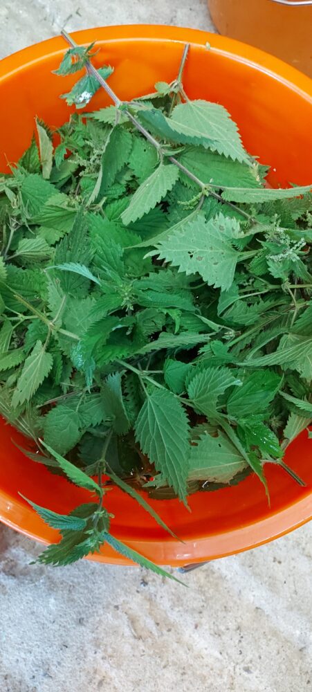 Nettle Fertilizer