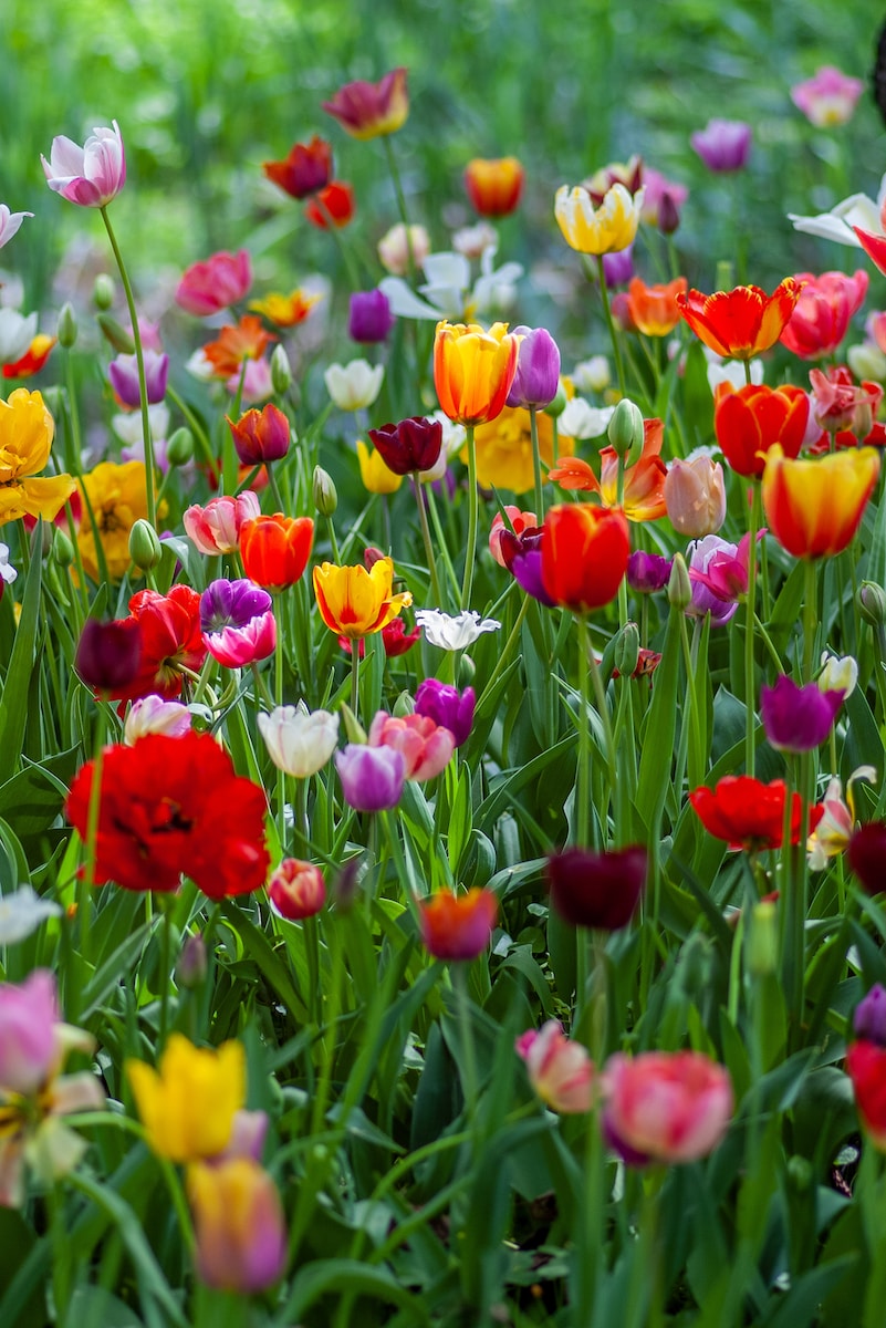 assorted-color tuliips
Tulips soil requirements