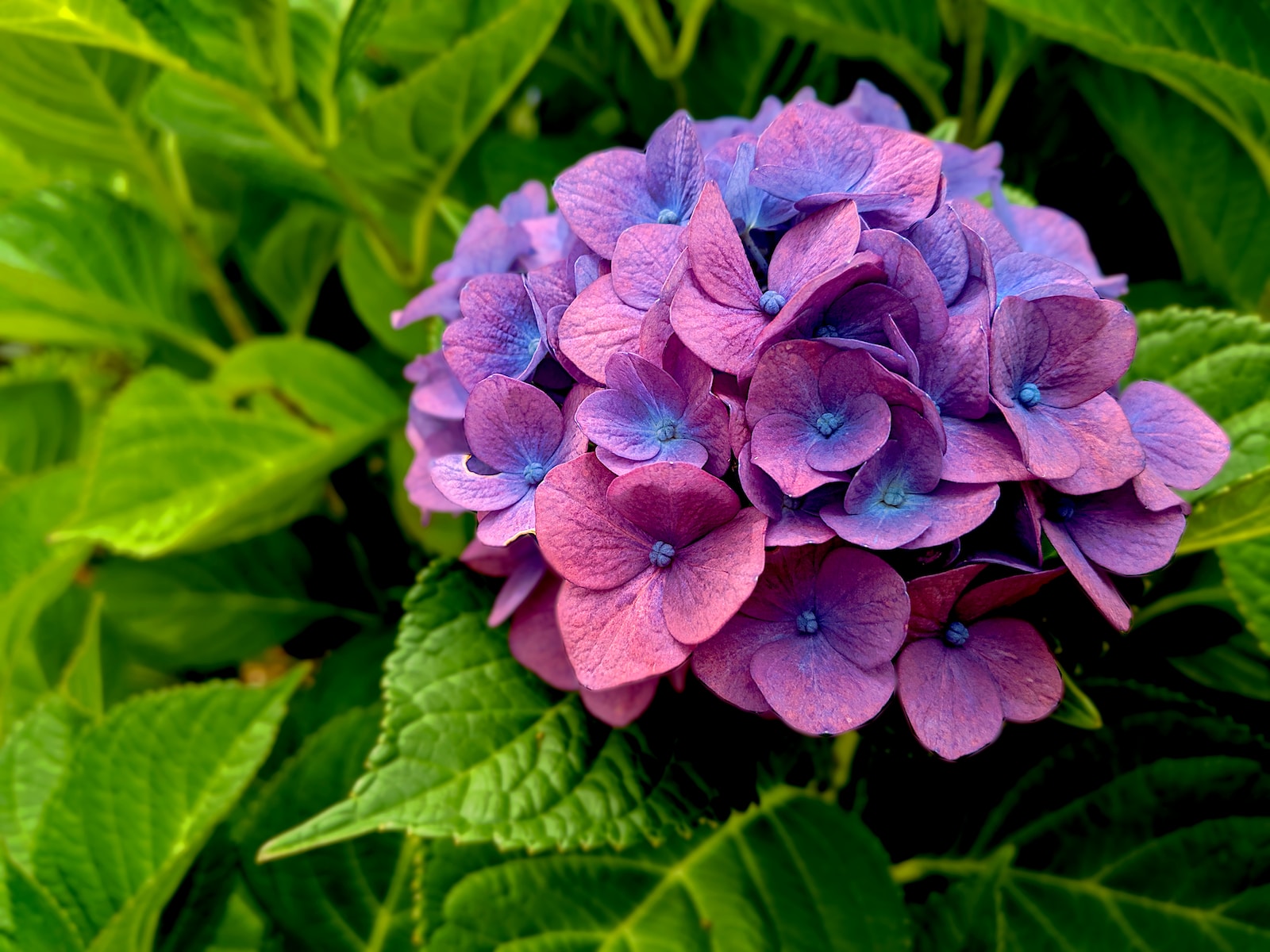 hydrangea purple flower in macro shot