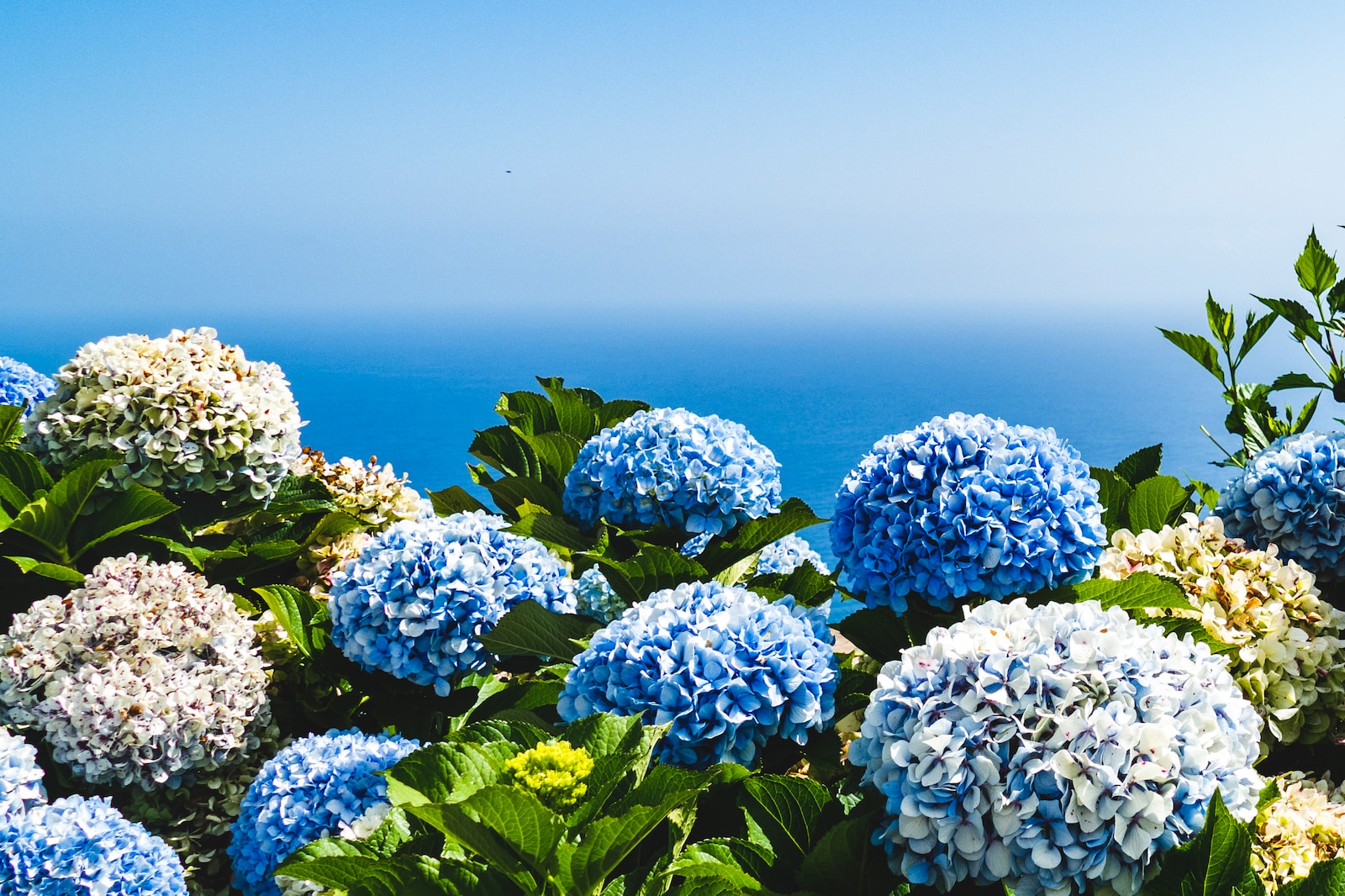 blue and yellow petaled flowers under blue sky